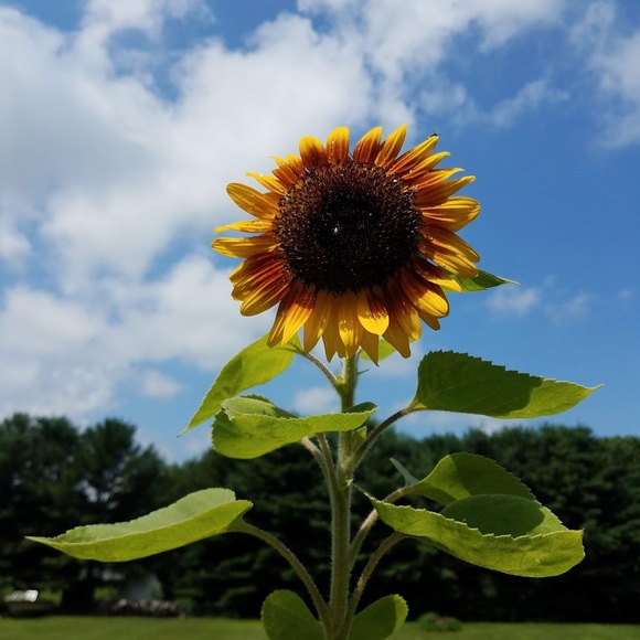 Meet your Posher, Trish - Picture 1 of 1